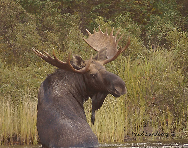 Bull Moose 1A.jpg